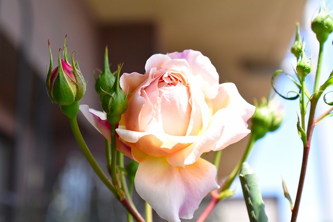 f:id:tangerinekun:20190427141334j:plain f:id:tangerinekun:20190427141334j:plain