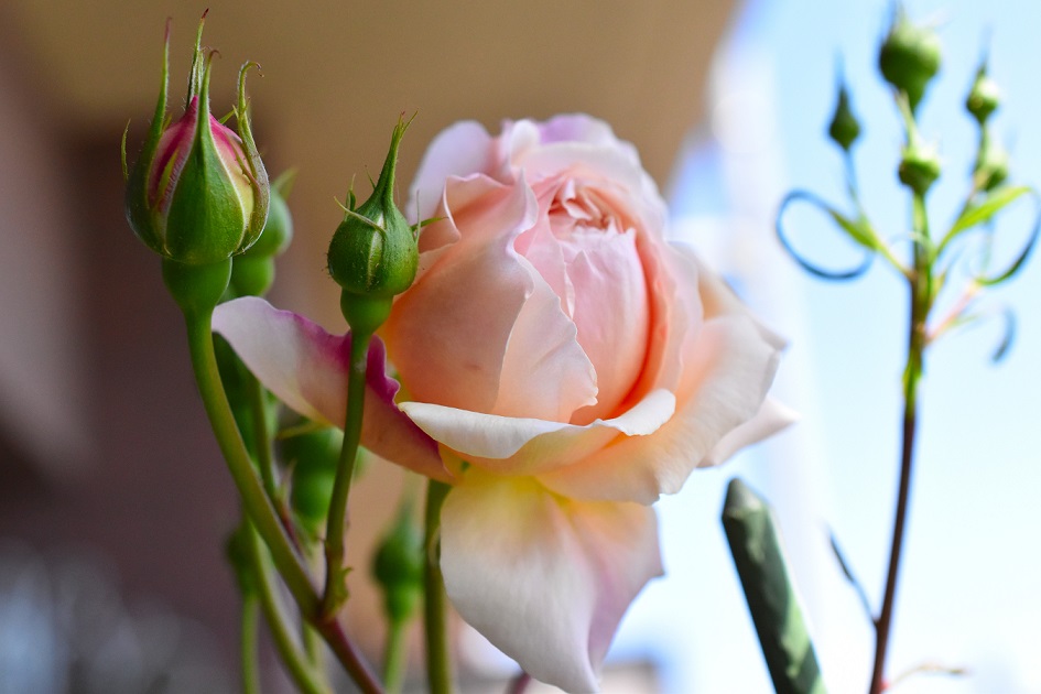 f:id:tangerinekun:20190427141404j:plain f:id:tangerinekun:20190427141404j:plain