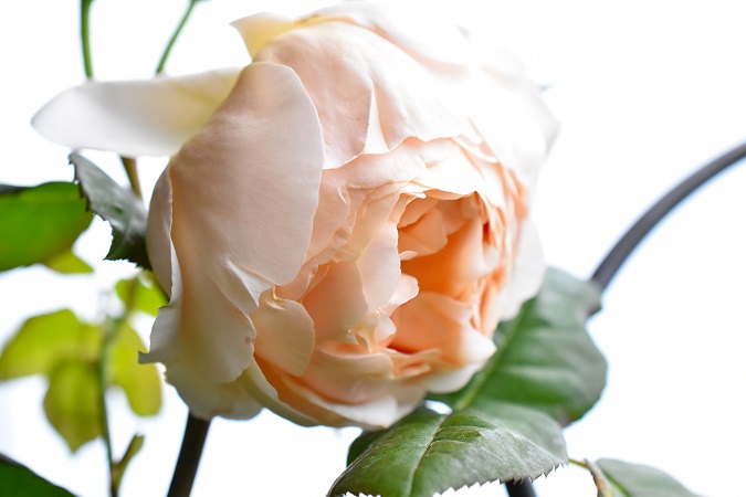 f:id:tangerinekun:20190429104356j:plain