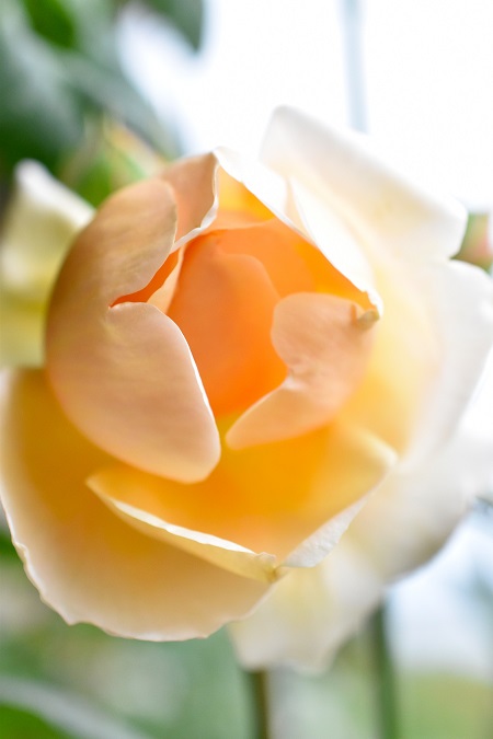 f:id:tangerinekun:20190429104420j:plain