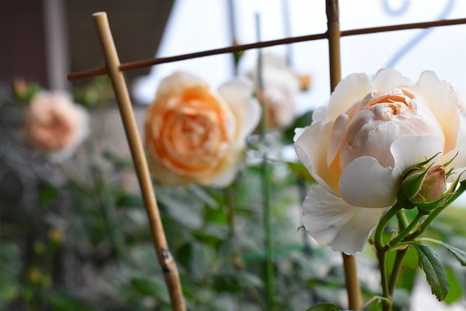 f:id:tangerinekun:20190429105418j:plain