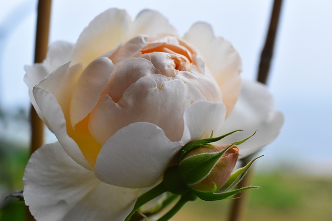 f:id:tangerinekun:20190429105445j:plain