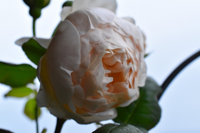 f:id:tangerinekun:20190429105619j:plain