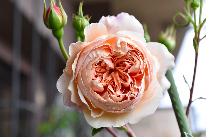 f:id:tangerinekun:20190429110812j:plain