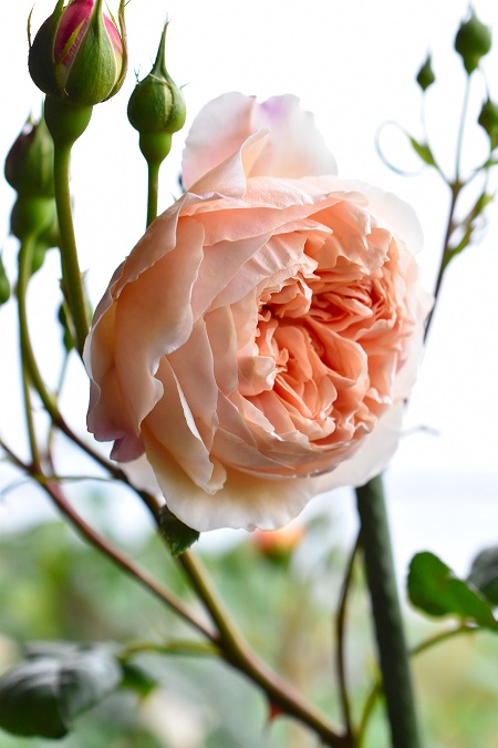 f:id:tangerinekun:20190429110927j:plain