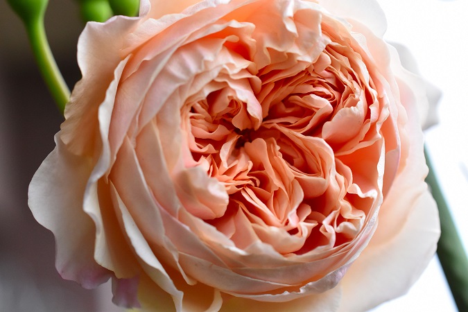 f:id:tangerinekun:20190429110951j:plain