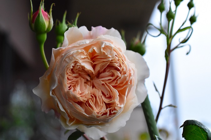 f:id:tangerinekun:20190429111811j:plain