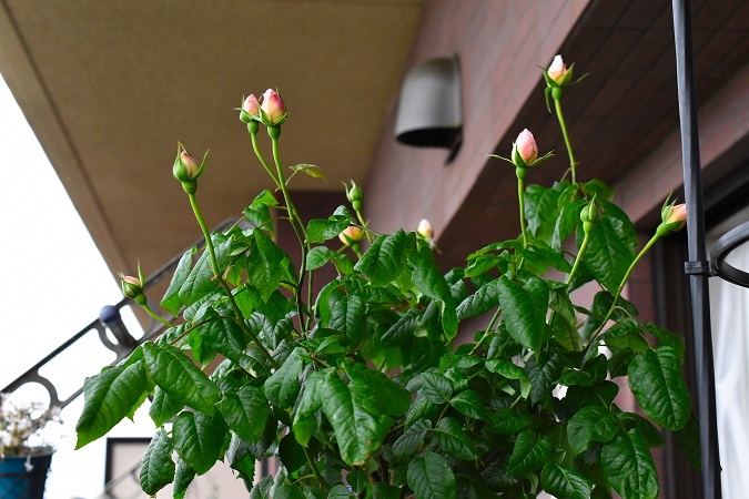 f:id:tangerinekun:20190501112617j:plain f:id:tangerinekun:20190501112617j:plain
