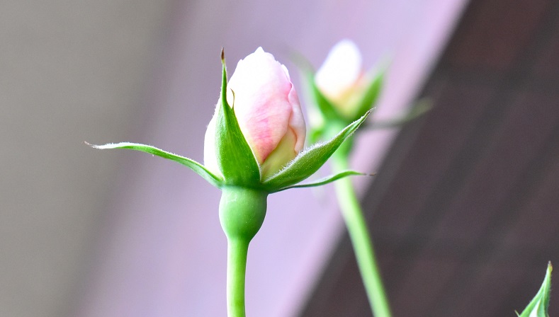f:id:tangerinekun:20190501112637j:plain f:id:tangerinekun:20190501112637j:plain