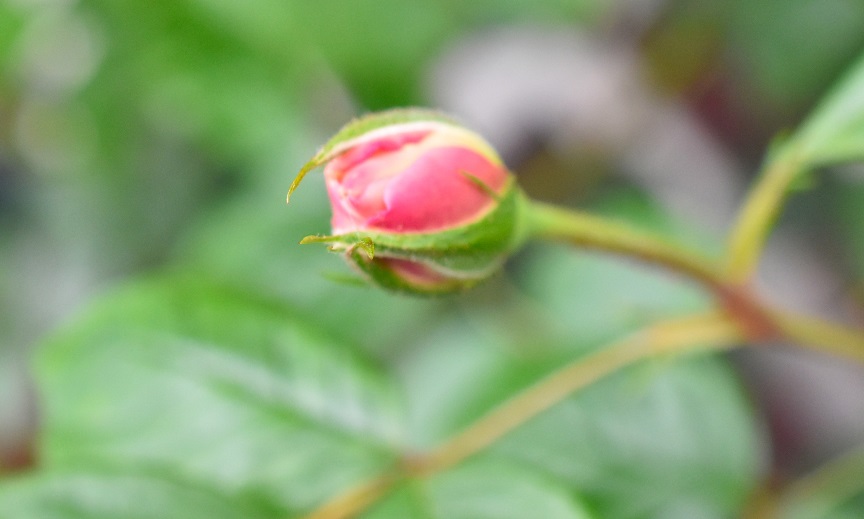 f:id:tangerinekun:20190501113127j:plain f:id:tangerinekun:20190501113127j:plain