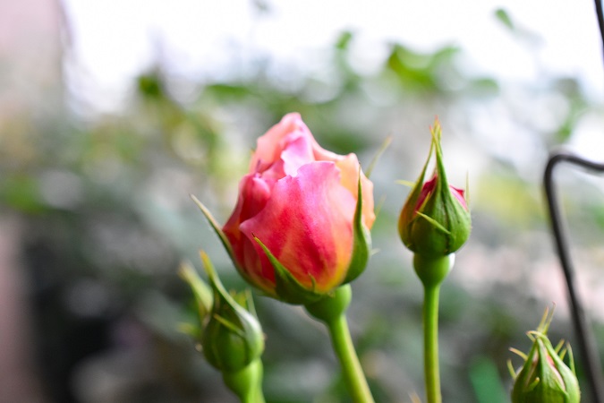 f:id:tangerinekun:20190501113753j:plain f:id:tangerinekun:20190501113753j:plain