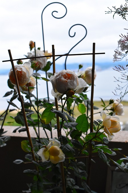 f:id:tangerinekun:20190501113841j:plain f:id:tangerinekun:20190501113841j:plain