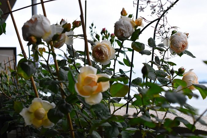 f:id:tangerinekun:20190501113940j:plain f:id:tangerinekun:20190501113940j:plain