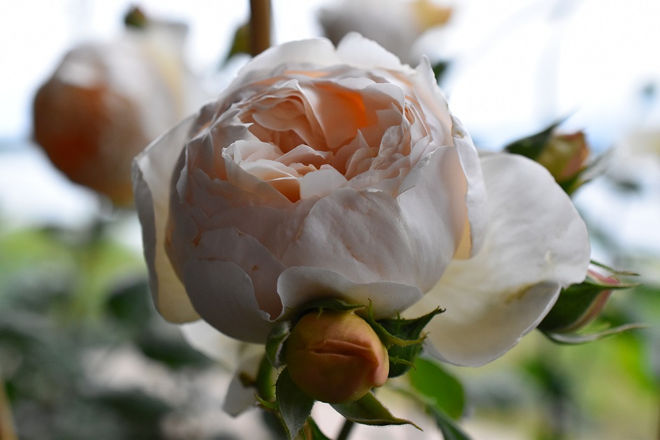 f:id:tangerinekun:20190501114039j:plain f:id:tangerinekun:20190501114039j:plain