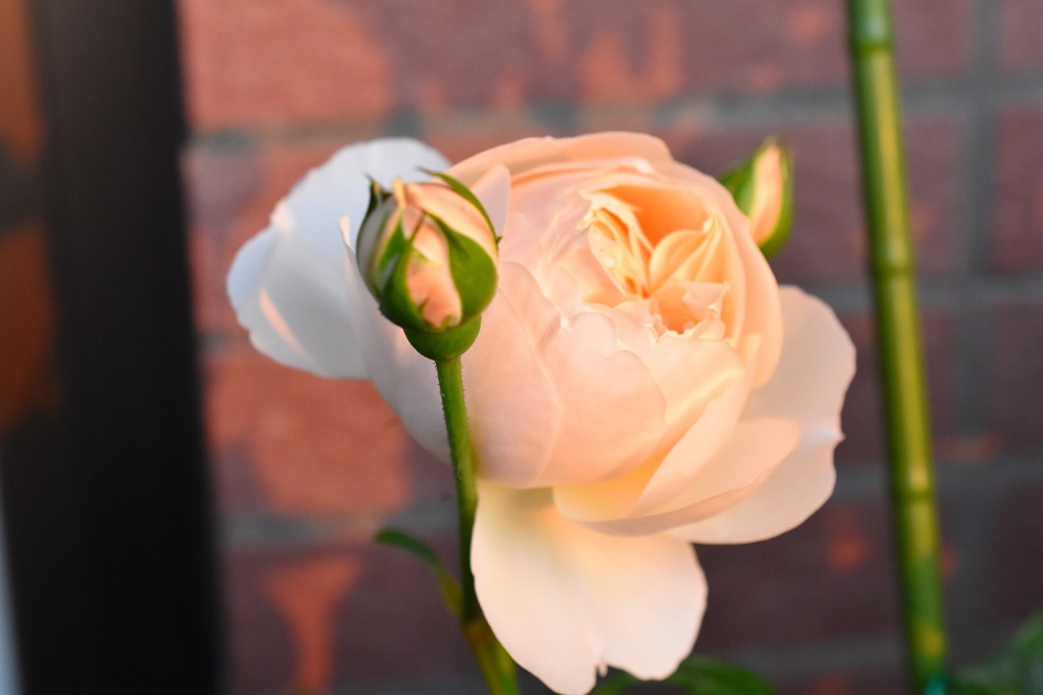 f:id:tangerinekun:20190511165246j:plain