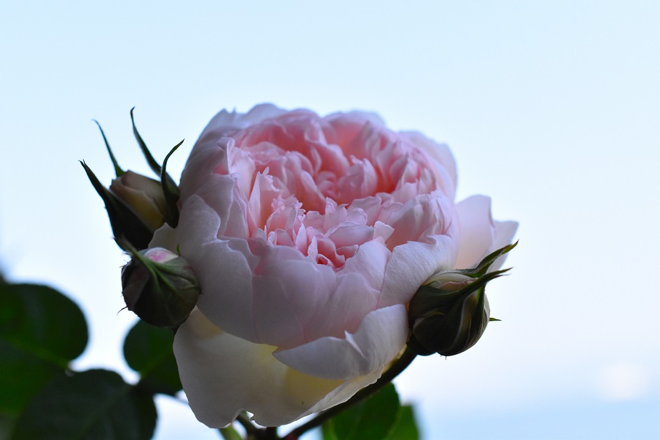 f:id:tangerinekun:20190511170710j:plain