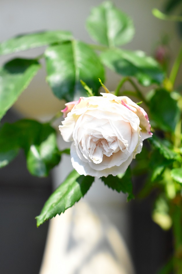 f:id:tangerinekun:20190511171455j:plain