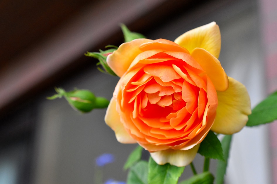 f:id:tangerinekun:20190515205638j:plain f:id:tangerinekun:20190515205638j:plain