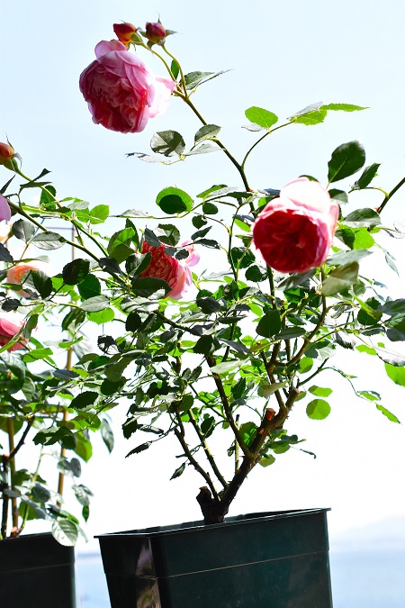 f:id:tangerinekun:20190515210937j:plain f:id:tangerinekun:20190515210937j:plain
