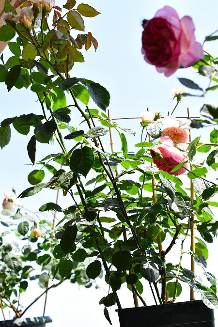 f:id:tangerinekun:20190515211157j:plain f:id:tangerinekun:20190515211157j:plain