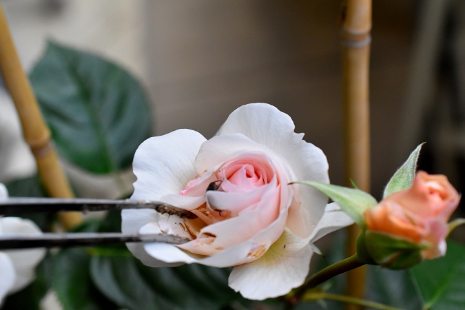 f:id:tangerinekun:20190515213045j:plain f:id:tangerinekun:20190515213045j:plain