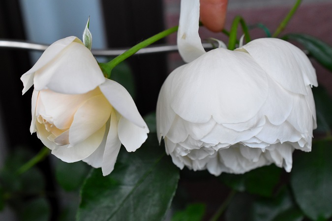 f:id:tangerinekun:20190515214052j:plain f:id:tangerinekun:20190515214052j:plain