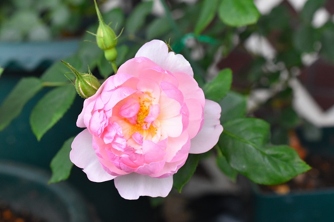 f:id:tangerinekun:20190519153239j:plain