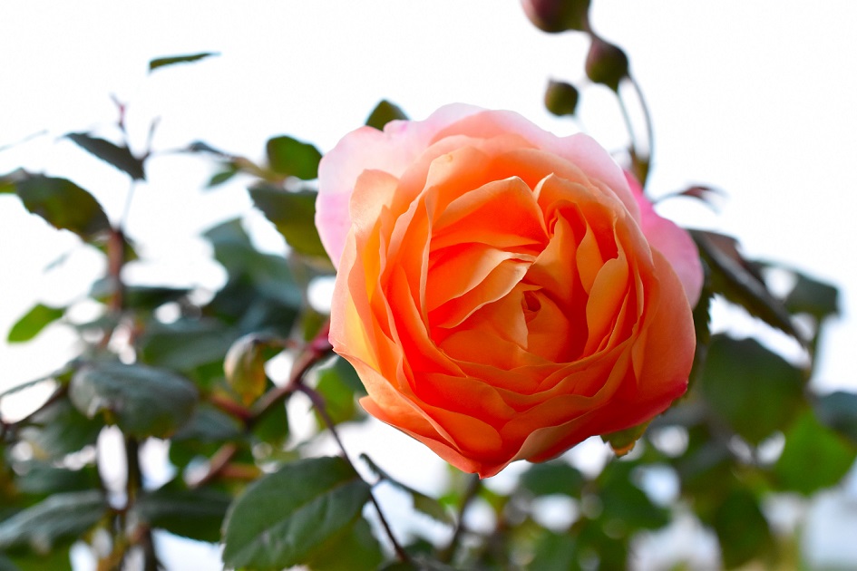 f:id:tangerinekun:20190519153833j:plain