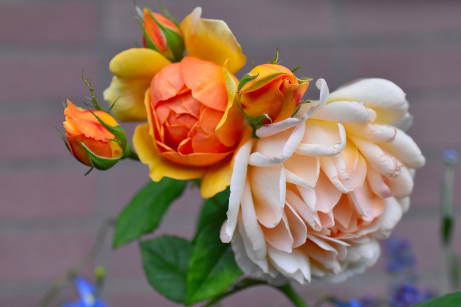 f:id:tangerinekun:20190519154242j:plain