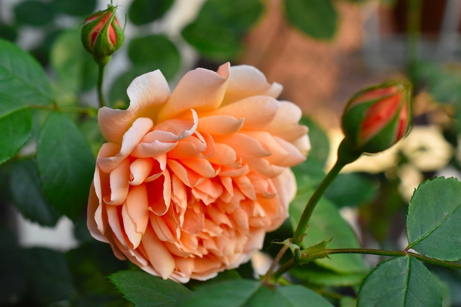f:id:tangerinekun:20190520014842j:plain