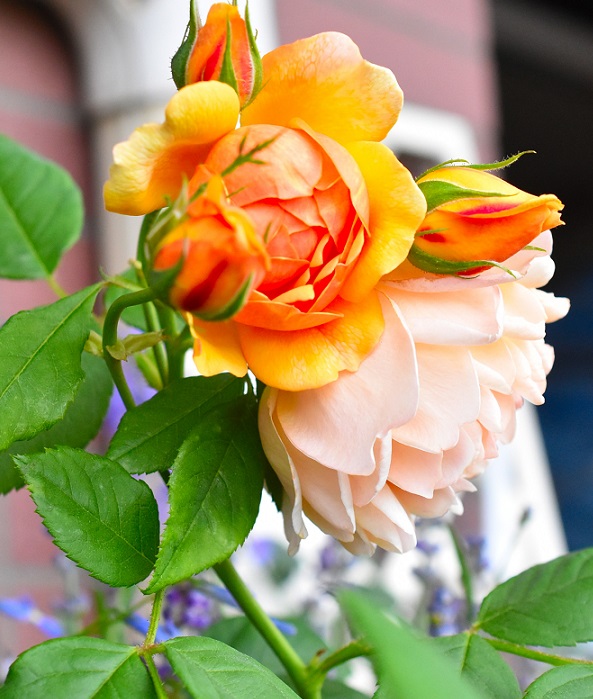 f:id:tangerinekun:20190520015422j:plain