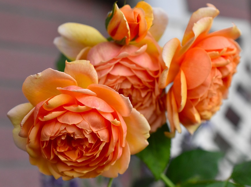 f:id:tangerinekun:20190520015633j:plain