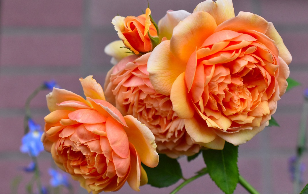 f:id:tangerinekun:20190520020107j:plain