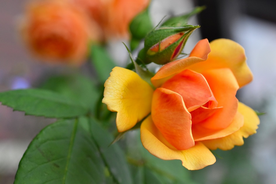 f:id:tangerinekun:20190520020421j:plain