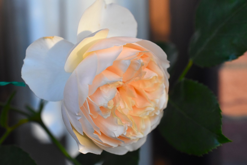 f:id:tangerinekun:20190520024704j:plain f:id:tangerinekun:20190520024704j:plain