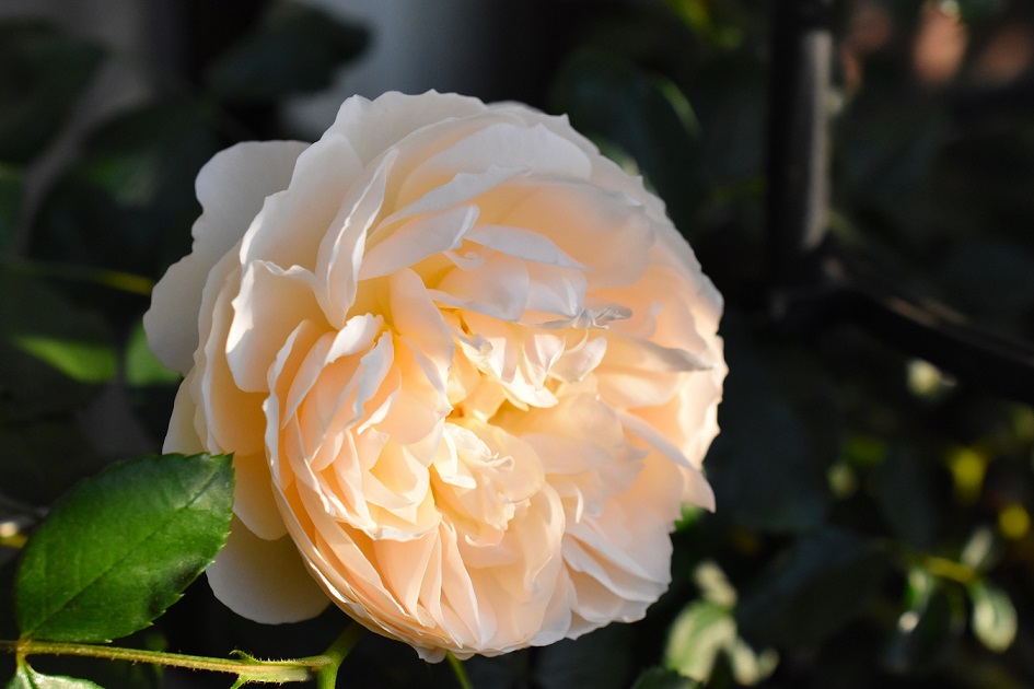 f:id:tangerinekun:20190520025108j:plain f:id:tangerinekun:20190520025108j:plain