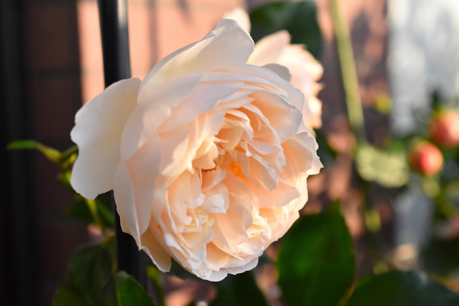 f:id:tangerinekun:20190520025311j:plain f:id:tangerinekun:20190520025311j:plain
