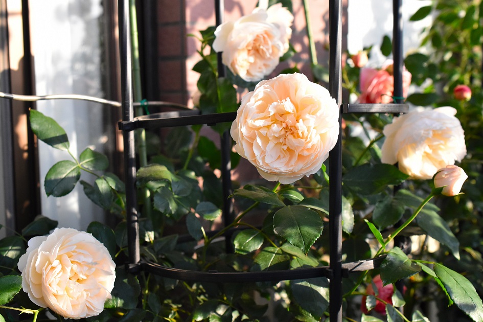 f:id:tangerinekun:20190520025538j:plain f:id:tangerinekun:20190520025538j:plain