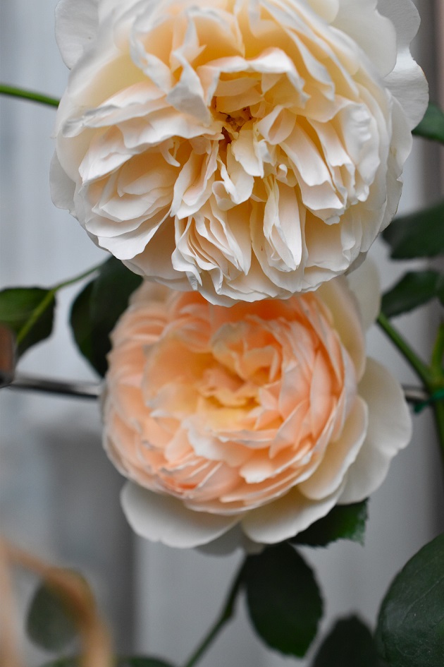 f:id:tangerinekun:20190520025934j:plain f:id:tangerinekun:20190520025934j:plain