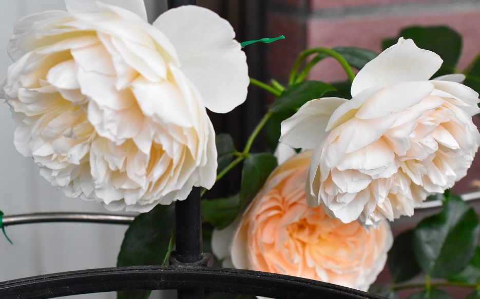 f:id:tangerinekun:20190520030453j:plain f:id:tangerinekun:20190520030453j:plain