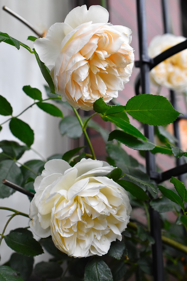 f:id:tangerinekun:20190520031315j:plain f:id:tangerinekun:20190520031315j:plain