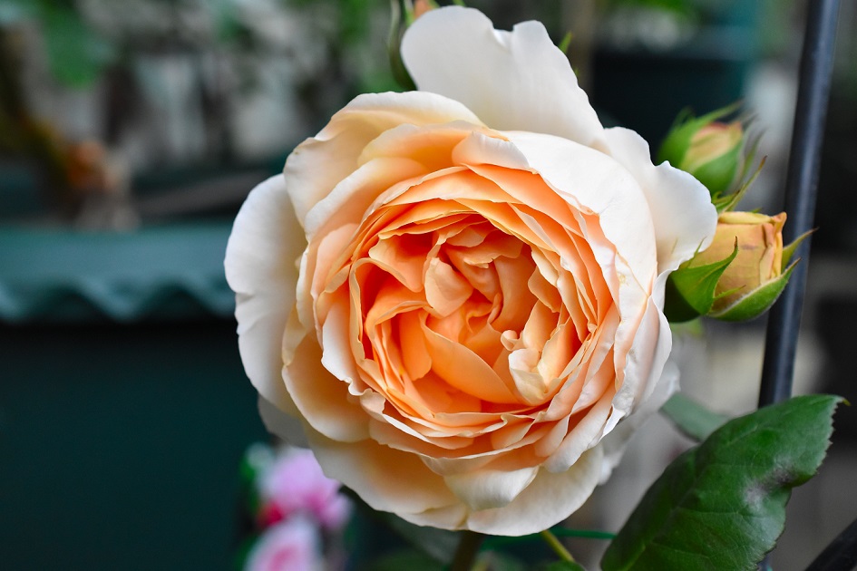 f:id:tangerinekun:20190520035141j:plain