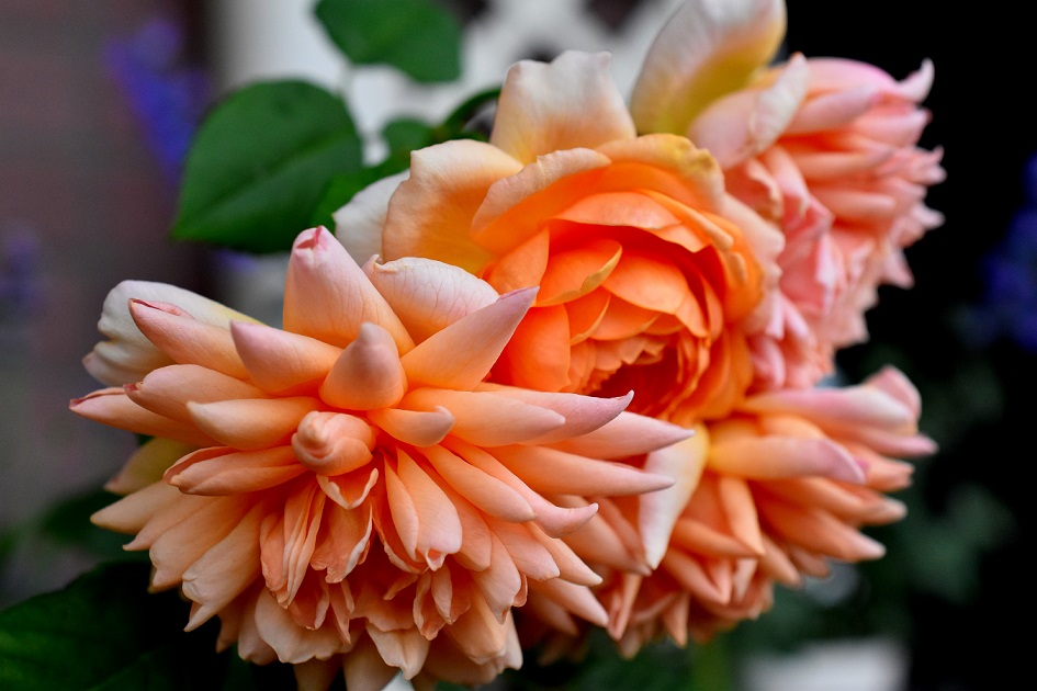 f:id:tangerinekun:20190522134459j:plain