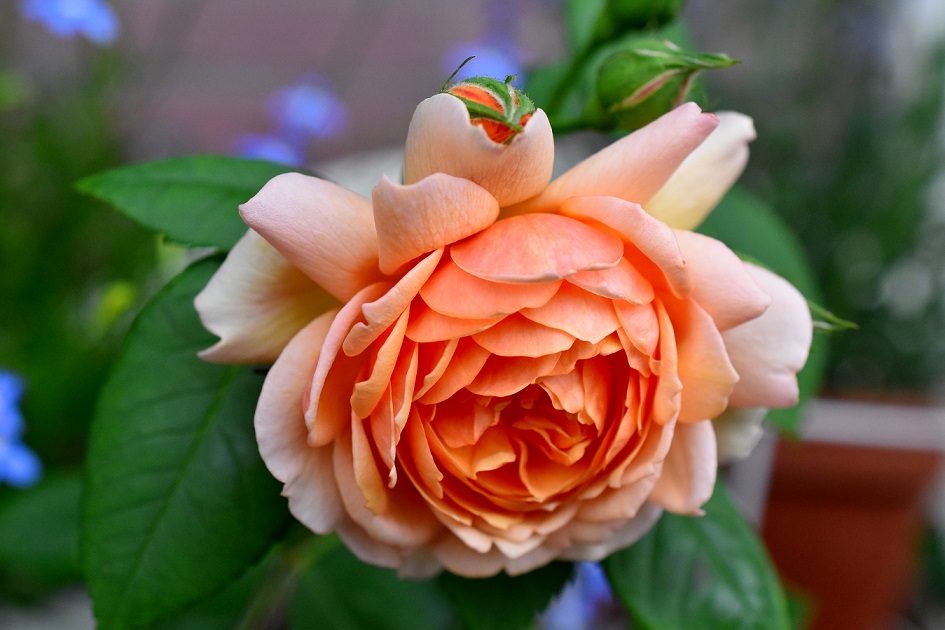 f:id:tangerinekun:20190522134636j:plain