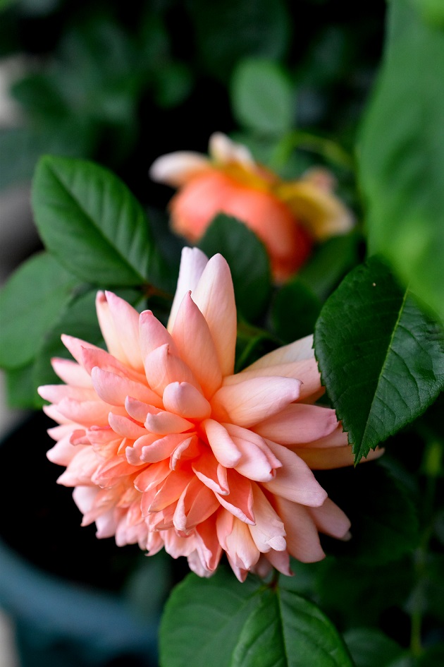 f:id:tangerinekun:20190522134754j:plain