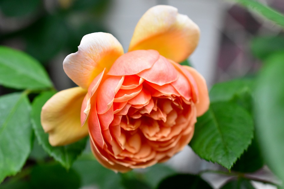 f:id:tangerinekun:20190522135239j:plain