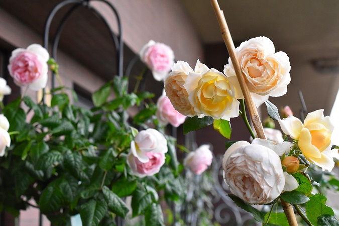 f:id:tangerinekun:20190525014032j:plain