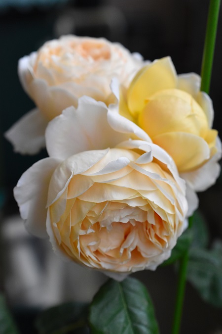 f:id:tangerinekun:20190525014131j:plain