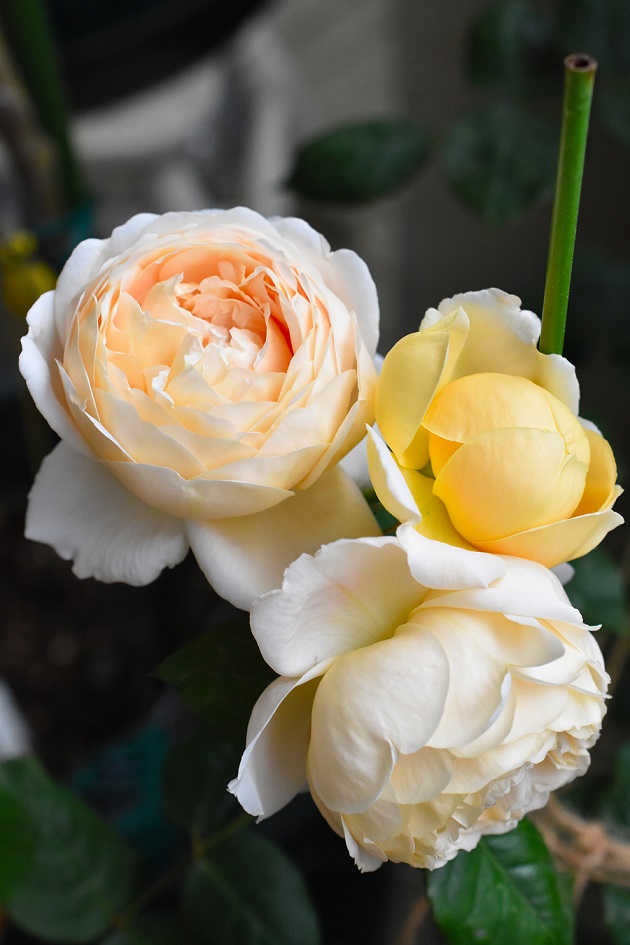 f:id:tangerinekun:20190525014329j:plain