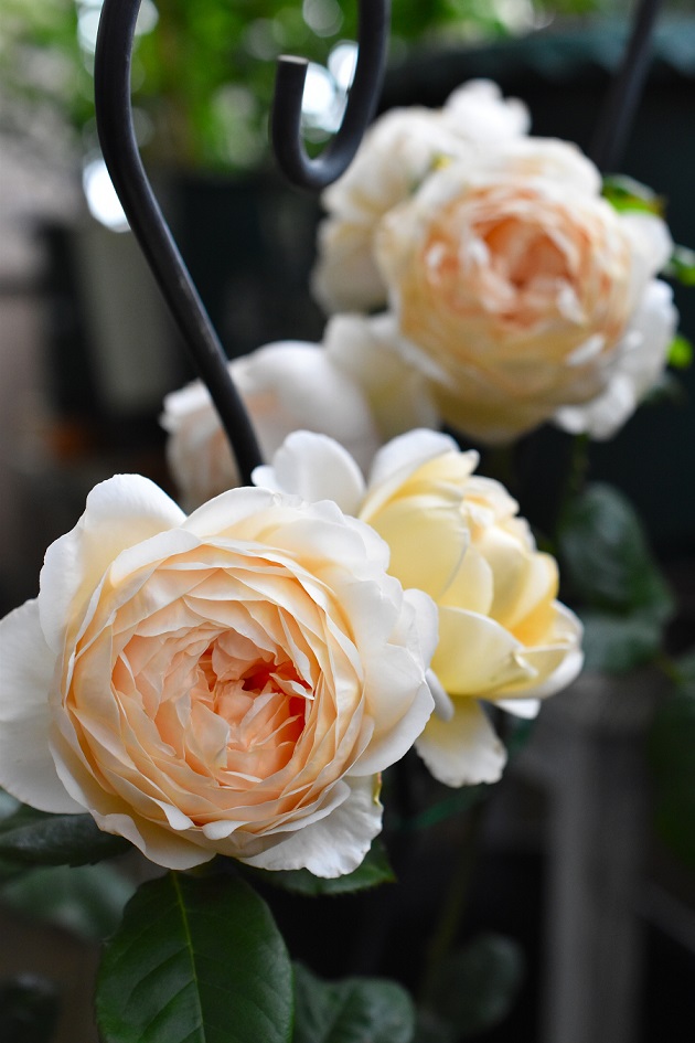 f:id:tangerinekun:20190525014439j:plain
